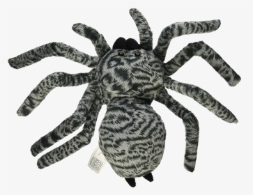 Spider Png Photo - Tarantula Spider, Transparent Png, Transparent PNG