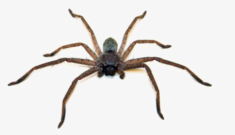 Brown Spider Png Photo - Australian Spider Png, Transparent Png, Transparent PNG