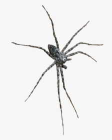 Barn Spider Widow Spiders Wolf Spider Insect - Wolf Spider, HD Png Download, Transparent PNG