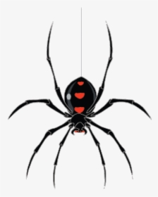 Spider Clip Art - Spider Hanging From Web, HD Png Download, Transparent PNG
