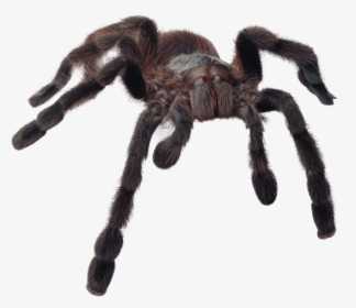 Huge Spider - Scary Spider Transparent Background, HD Png Download, Transparent PNG