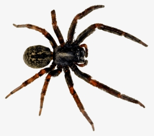 Spider - Niña Sueña Con Arañas, HD Png Download , Transparent Png Image ...