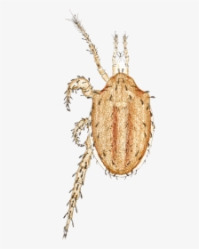 Macrocheles Carinatus By Oudemans, HD Png Download, Transparent PNG