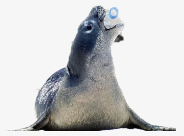 California Sea Lion - Hewan Yang Terkena Pencemaran Air, HD Png Download, Transparent PNG