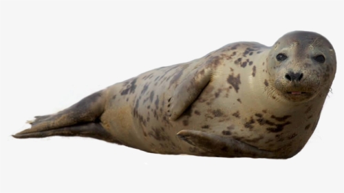 Steller Sea Lion - Harbor Seal Png, Transparent Png, Transparent PNG