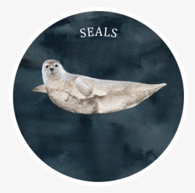 Seal - Baltic Gray Seal, HD Png Download, Transparent PNG