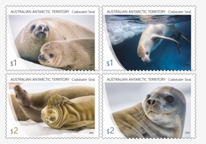 Crabeater Seal In Stamps, HD Png Download, Transparent PNG