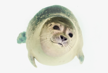 Transparent Seal Clipart - Seal Swimming Png, Png Download, Transparent PNG