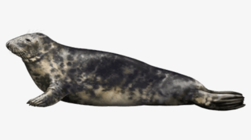 Harbor Seal Png - Harbor Seal, Transparent Png, Transparent PNG