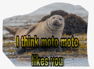 Scseal Seal Moto Freetoedit - Animal Prompts, HD Png Download, Transparent PNG