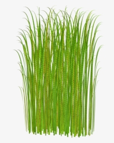Grass Clipart Transparent Tall No Background Free Png - Grass Clipart, Png Download, Transparent PNG