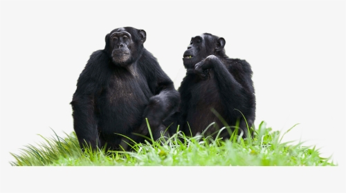 Chimpanzees Sitting On Grass - Chimpanzees Transparent Background, HD Png Download, Transparent PNG