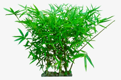 Tropical Plant Png - 佛 肚 竹 图片, Transparent Png, Transparent PNG