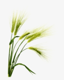 Family,botany,flowering Plant,white Pine,triticale,food - Barley Png, Transparent Png, Transparent PNG