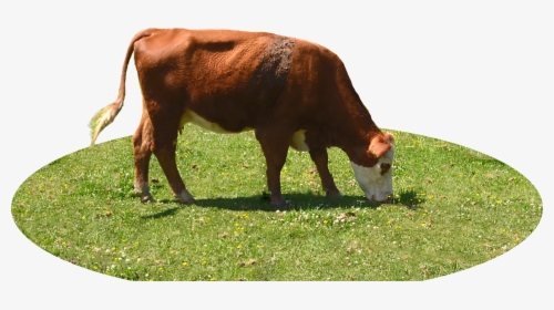 Cow Eating Grass Png, Transparent Png, Transparent PNG