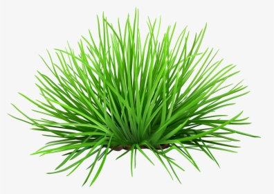 Grass Transparent Png Clip - Grass On Transparent Background, Png Download, Transparent PNG