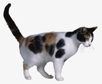 Calico Cat X Chromosome Cat Coat Genetics X-inactivation - Clipart Calico Cat Transparent Background, HD Png Download, Transparent PNG