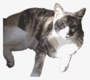 Transparent Months Clipart - Calico Cat, HD Png Download, Transparent PNG