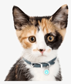 Calico Kitten, HD Png Download, Transparent PNG