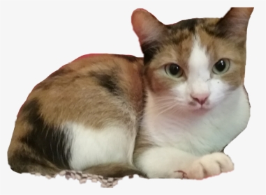 #missy #kitty #calico #cat #cats #cute #pets & Animals - Domestic Short-haired Cat, HD Png Download, Transparent PNG