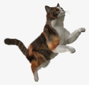 Forty Isolated Stock Photo - Falling Cat Png, Transparent Png, Transparent PNG