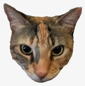 #cheese #cheesethecat #cats #cat #calico #calicocat - Domestic Short-haired Cat, HD Png Download, Transparent PNG