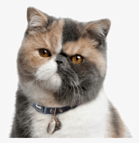 Clip Art Kittens Cats Exotic - Exotic Shorthair, HD Png Download, Transparent PNG