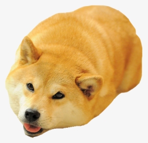 Shiba Dog S Head Messages Sticker-2, HD Png Download, Transparent PNG