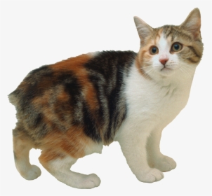 Cat Png - Calico Cat Without A Tail, Transparent Png, Transparent PNG