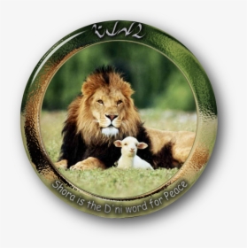 The Lamb And Lion Sheep Leopard Lamb And Mutton - Lion And The Lamb Christian, HD Png Download, Transparent PNG
