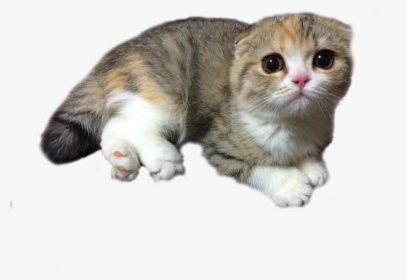 Jpg Transparent Stock Cats Png Psbattle A - Domestic Short-haired Cat, Png Download, Transparent PNG