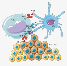 Transparent Immune System Png - Immune Checkpoint Inhibitors Cartoon, Png  Download , Transparent Png Image - PNGitem