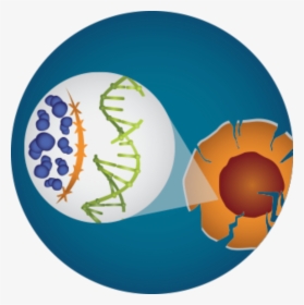 Circle, HD Png Download, Transparent PNG