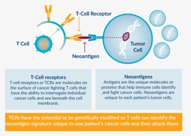 Cancer Neoantigen, HD Png Download, Transparent PNG