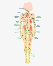 Diagram Of The Lymph System - Lymph Nodes In Legs, HD Png Download, Transparent PNG