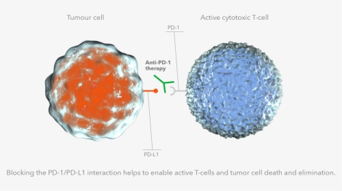 肿瘤 T 细胞 浸润, HD Png Download, Transparent PNG