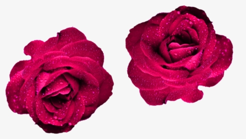 Maroon Color Roses Png Png Roses Nature For Your Projects - Cool Png Rose, Transparent Png, Transparent PNG