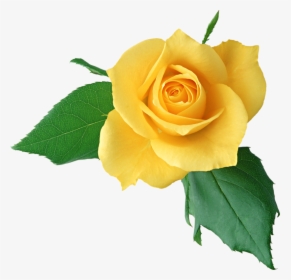Yellow Roses Png - Happy Mother's Day 2017, Transparent Png, Transparent PNG