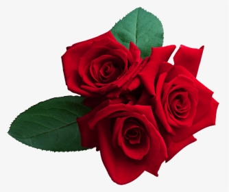 Red Roses Png Clipart , Png Download - Red Rose Png, Transparent Png, Transparent PNG