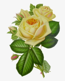 White Roses Png Free Download - Yellow Vintage Flowers Png, Transparent Png, Transparent PNG