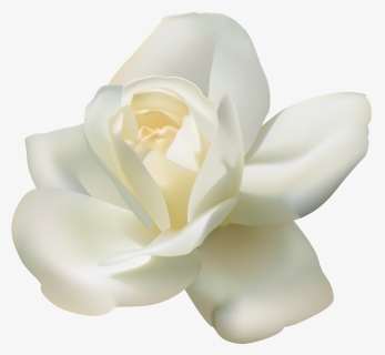 White Roses Transparent Background, HD Png Download, Transparent PNG