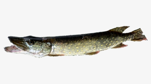 Northern Pike, HD Png Download, Transparent PNG
