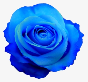 Blue Roses Png - Blue Flower No Background, Transparent Png, Transparent PNG