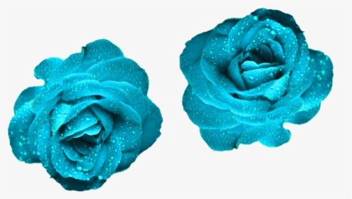 Glowing Blue Roses Blue Color Roses Png Png Nature - Rose Blue Color Flowers, Transparent Png, Transparent PNG