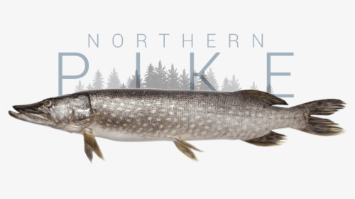 Northern Pike, HD Png Download, Transparent PNG