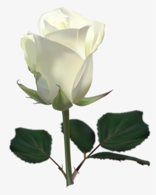 Download For Free White Roses In Png - Transparent Background White Rose, Png Download, Transparent PNG