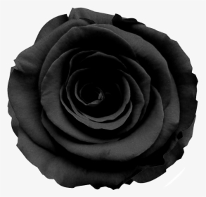 Black Roses Png - Transparent Black Rose Png, Png Download, Transparent PNG