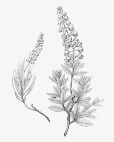 Lupinus Texensis Bluebonnet Drawing Texas - Blue Bonnet Black And White, HD Png Download, Transparent PNG
