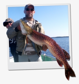 Northern Pike - Fisherman, HD Png Download, Transparent PNG