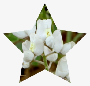 Jasmine, HD Png Download, Transparent PNG